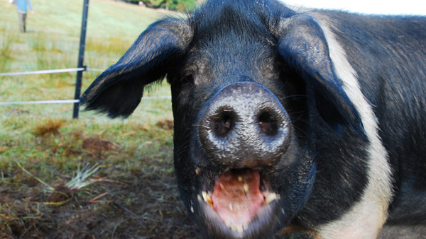 George Washington’s Piggs