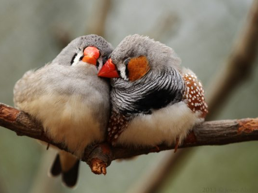 Short Story: The Fledgling